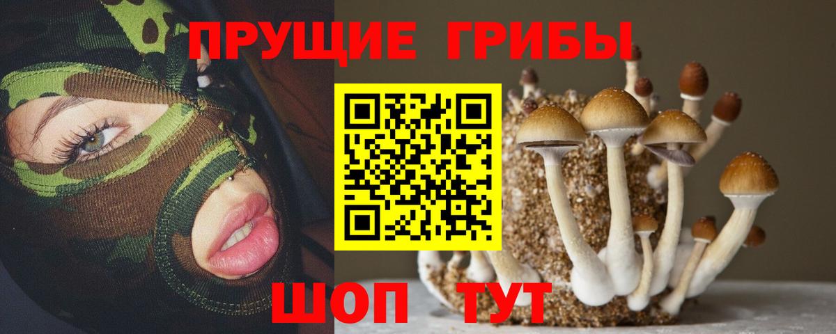 Галлюциногенные грибы Psilocybine cubensis Кизилюрт
